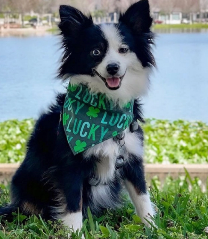 Lucky Dog Over the Collar Bandana