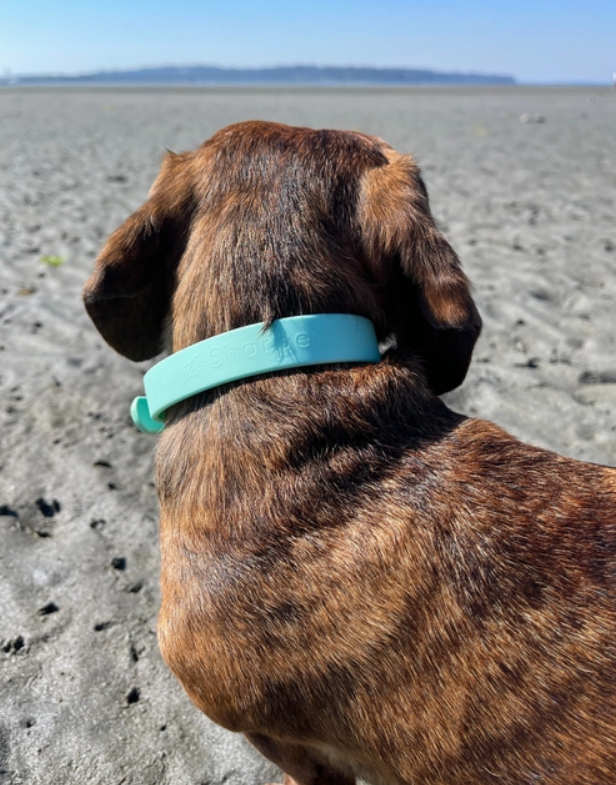 Turquoise Waterproof Collar