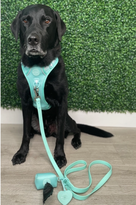 Turquoise Waterproof Dog Leash